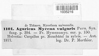 Mycena vulgaris image